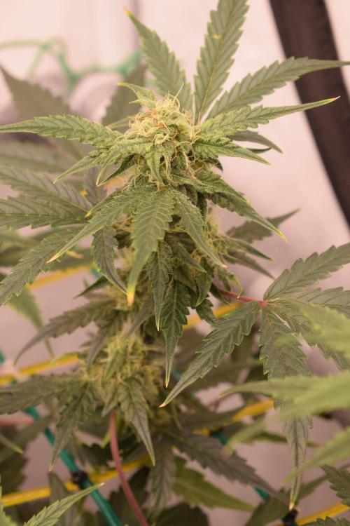 Bear Force One (Mephisto) + Biotabs. Week 7 - Branches on the outside of SCROG less affected by light intensity