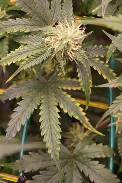 Bear Force One (Mephisto) + Biotabs. Week 7 - Probable potassium deficiency. Culprit might be the light intensity.