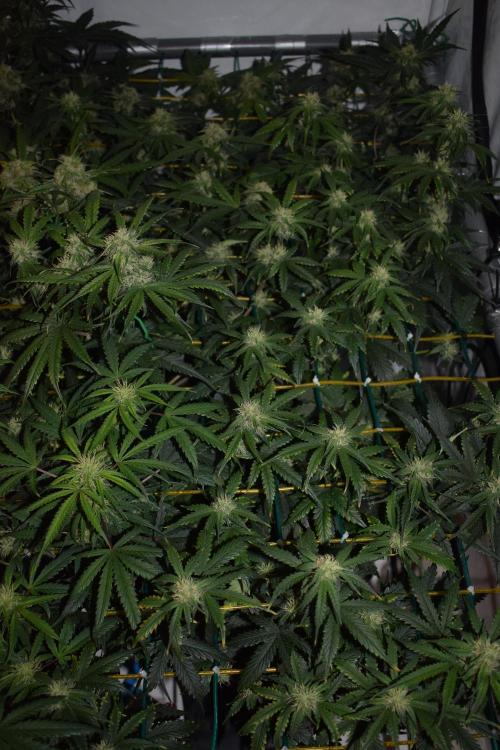 Bear Force One (Mephisto) + Biotabs. Week 7 - Bear force one #1 + #2 day 49 no led