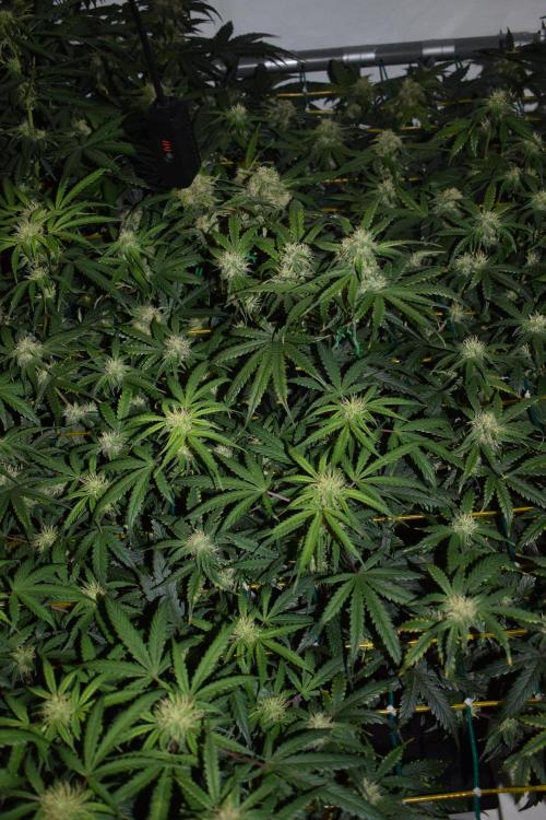 Bear Force One (Mephisto) + Biotabs. Week 7