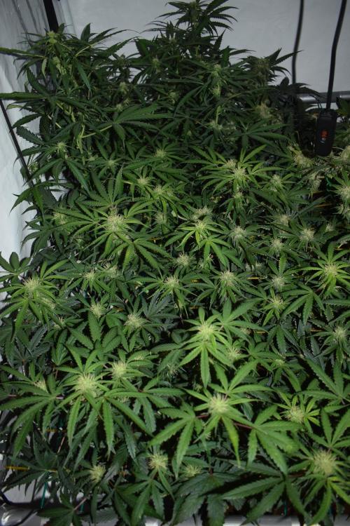 Bear Force One (Mephisto) + Biotabs. Week 7 - Bear force one #3 + RQS Goat'lato (left back) day 49 no led