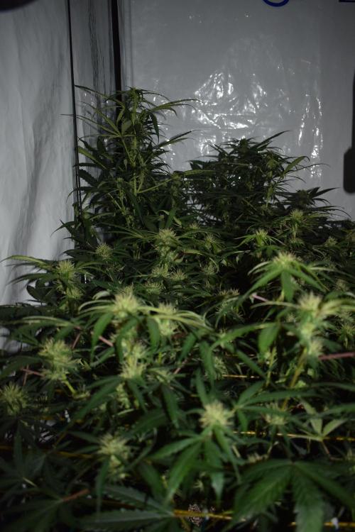 Bear Force One (Mephisto) + Biotabs. Week 7 - side views no led day 49