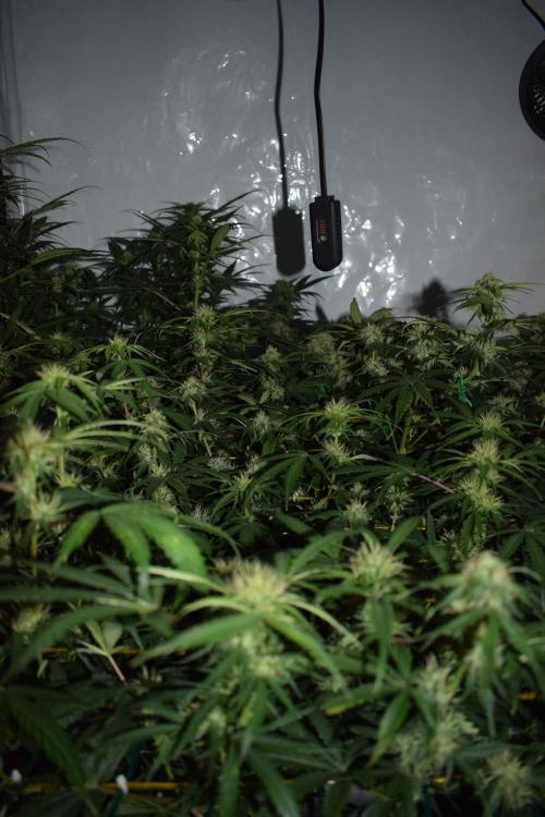 Bear Force One (Mephisto) + Biotabs. Week 7 - side views no led day 49