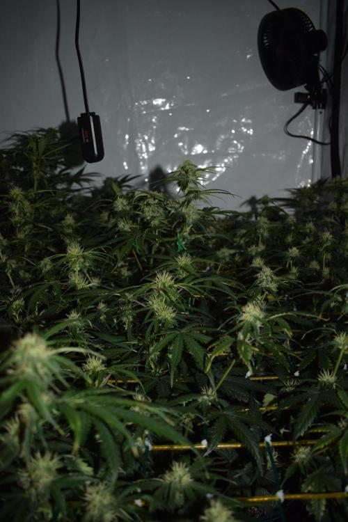 Bear Force One (Mephisto) + Biotabs. Week 7 - side views no led day 49