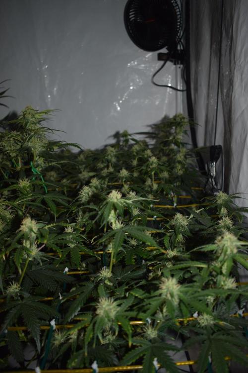 Bear Force One (Mephisto) + Biotabs. Week 7 - side views no led day 49