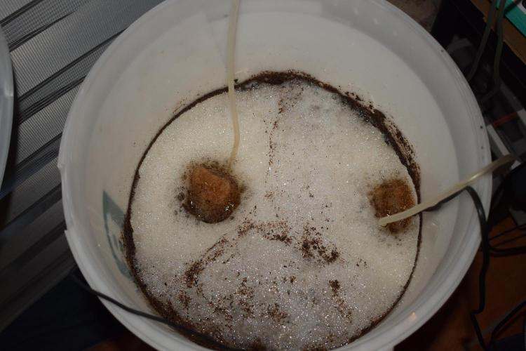 Bear Force One (Mephisto) + Biotabs. Week 7 - Biotabs PK booster tea 