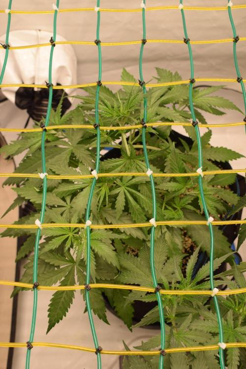 GOAT'lato Automatic . Week 3