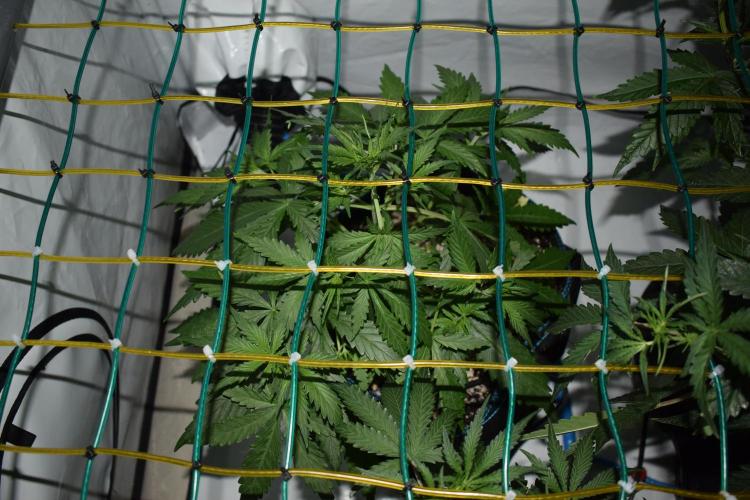 RQS GOAT'lato automatic + Biotabs. Week 3 - Mikey t the GOAT'lato day 21 no led