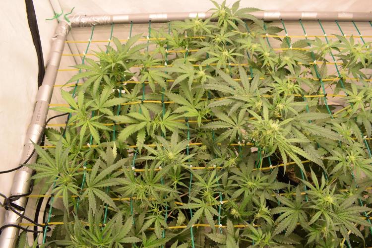 GOAT'lato Automatic . Week 4