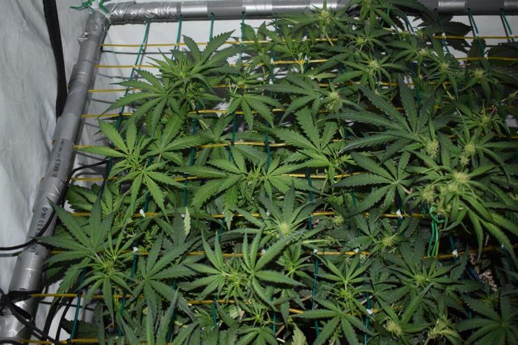 RQS GOAT'lato automatic + Biotabs. Week 4 - Mikey t the GOAT'lato day 27 no led