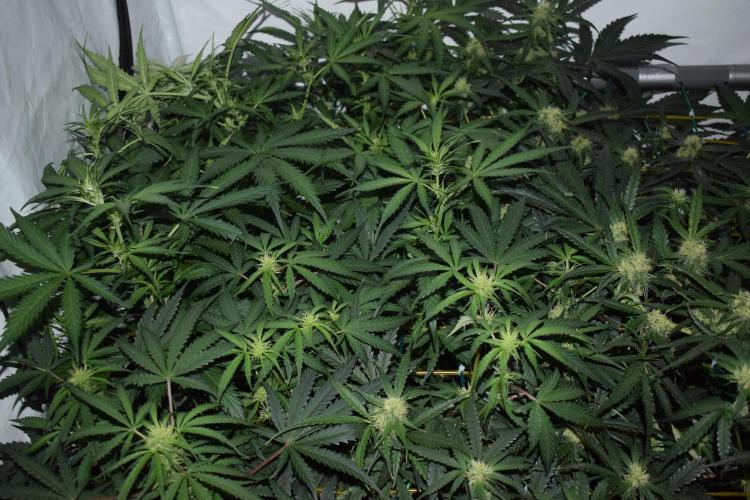 RQS GOAT'lato automatic + Biotabs. Week 5 - Mikey t the GOAT'lato day 35 no led