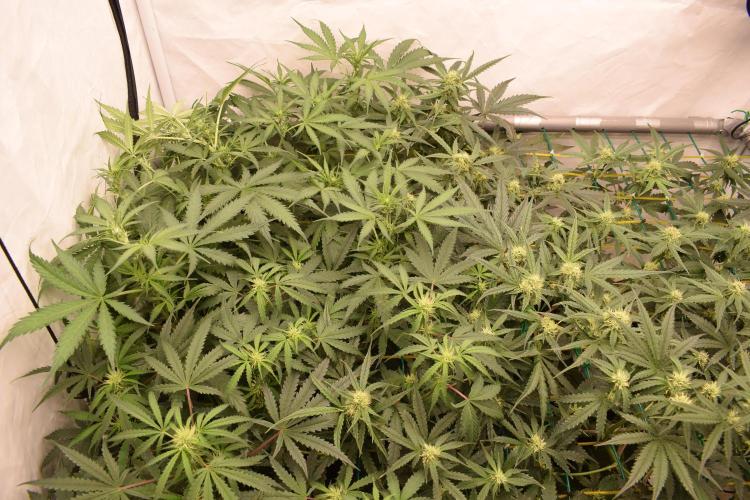 GOAT'lato Automatic . Week 5