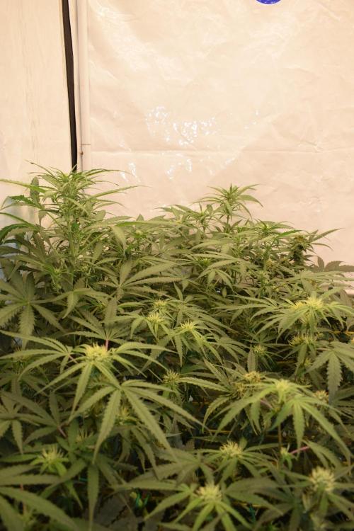 RQS GOAT'lato automatic + Biotabs. Week 6 - Mikey t the GOAT'lato day 38 