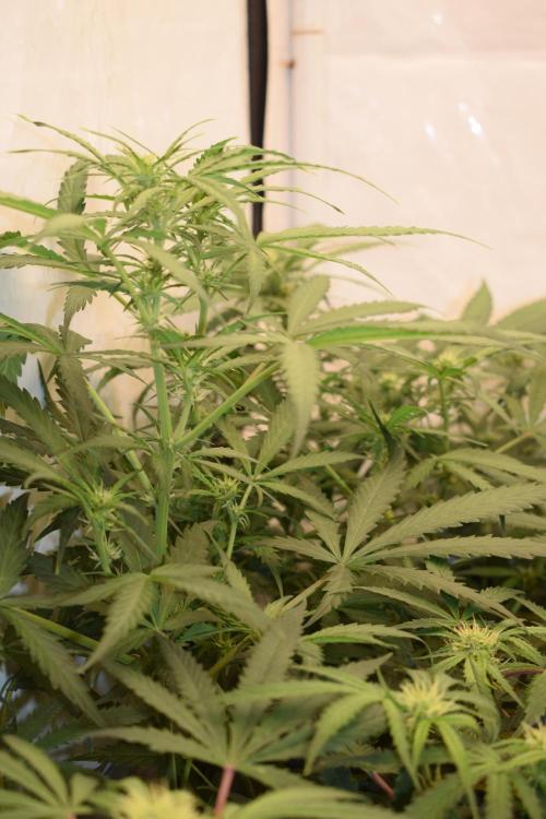 RQS GOAT'lato automatic + Biotabs. Week 6 - Mikey t the GOAT'lato day 38 