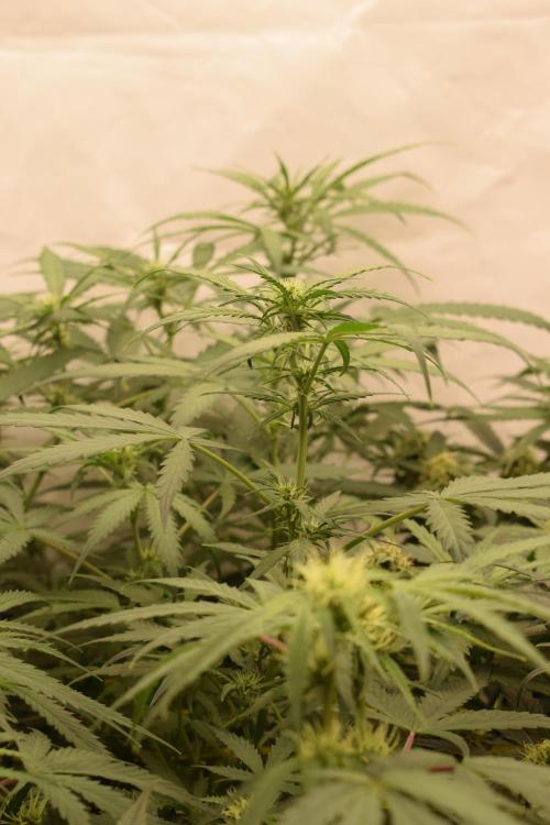 GOAT'lato Automatic . Week 6