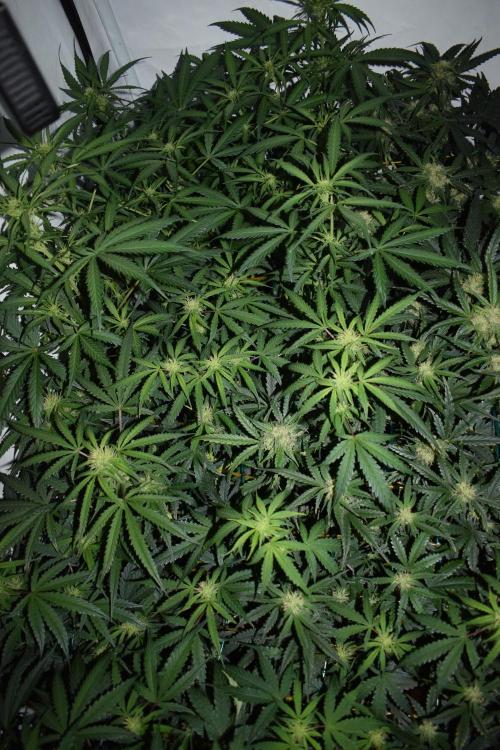RQS GOAT'lato automatic + Biotabs. Week 6 - Mikey t the GOAT'lato day 38 no led