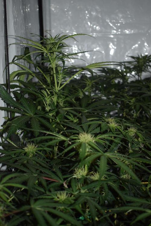 RQS GOAT'lato automatic + Biotabs. Week 6 - Mikey t the GOAT'lato day 38 no led