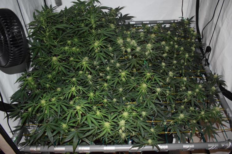 RQS GOAT'lato automatic + Biotabs. Week 6 - Mikey t the GOAT'lato day 38 no led left back