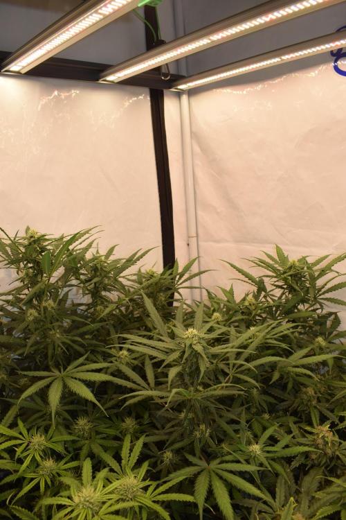 RQS GOAT'lato automatic + Biotabs. Week 7 - Mikey t the GOAT'lato day 48 no led
