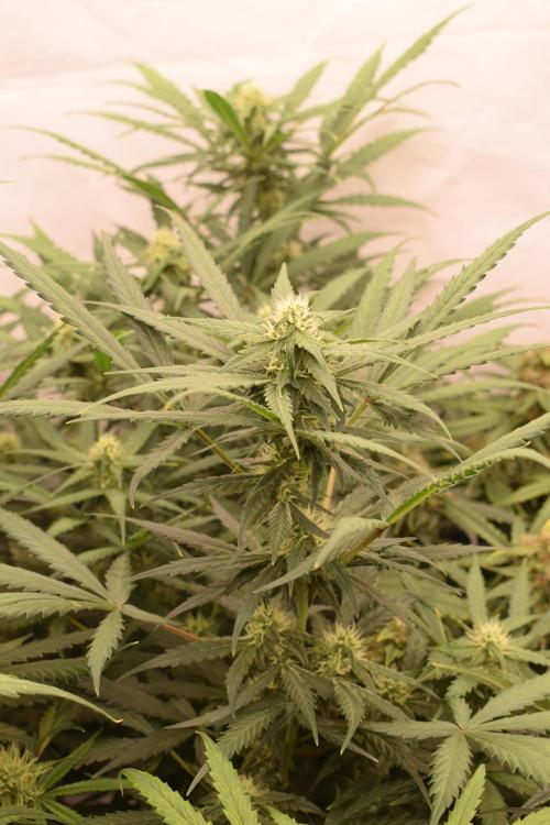 RQS GOAT'lato automatic + Biotabs. Week 7 - Mikey t the GOAT'lato day 48 