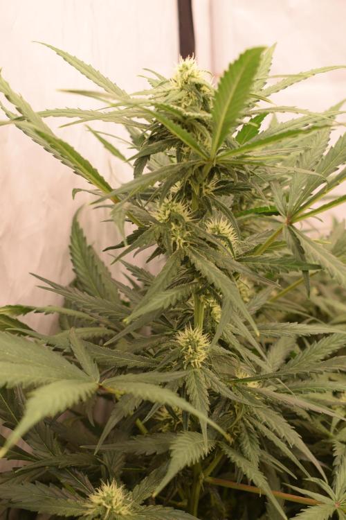 RQS GOAT'lato automatic + Biotabs. Week 7 - Mikey t the GOAT'lato day 48 