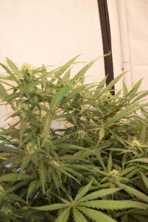 RQS GOAT'lato automatic + Biotabs. Week 7 - Mikey t the GOAT'lato day 48 