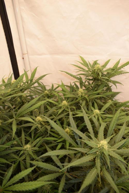 RQS GOAT'lato automatic + Biotabs. Week 7 - Mikey t the GOAT'lato day 48 no led