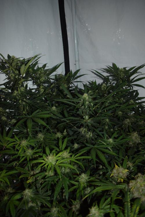 RQS GOAT'lato automatic + Biotabs. Week 7 - Mikey t the GOAT'lato day 48 no led