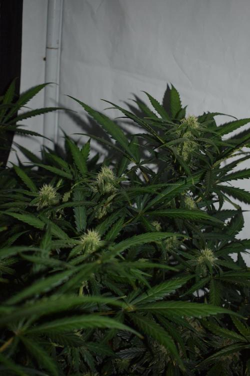 RQS GOAT'lato automatic + Biotabs. Week 7 - Mikey t the GOAT'lato day 48 no led