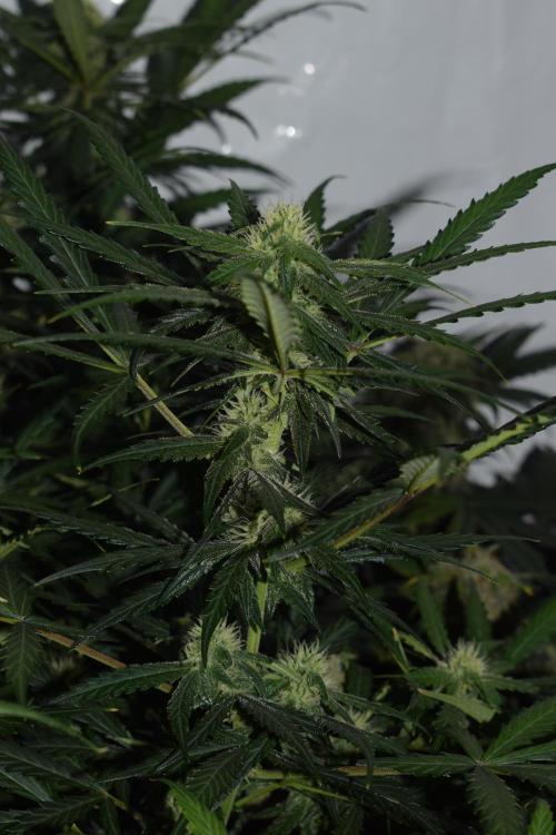 RQS GOAT'lato automatic + Biotabs. Week 7 - Mikey t the GOAT'lato day 48 no led