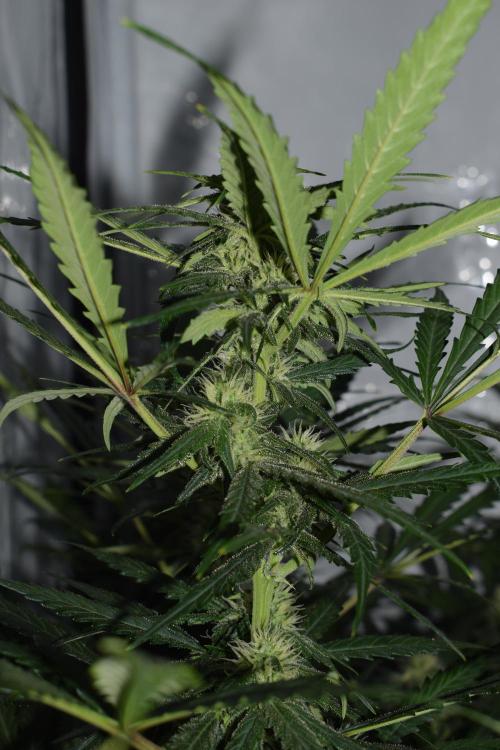 RQS GOAT'lato automatic + Biotabs. Week 7 - Mikey t the GOAT'lato day 48 no led
