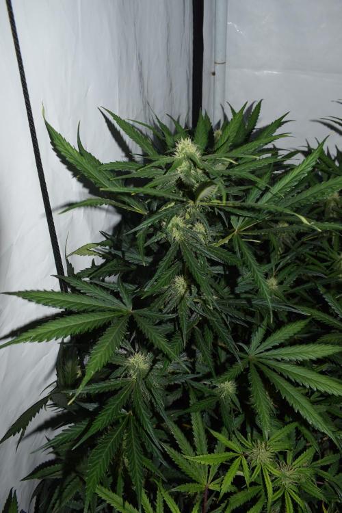 RQS GOAT'lato automatic + Biotabs. Week 7 - Mikey t the GOAT'lato day 48 no led