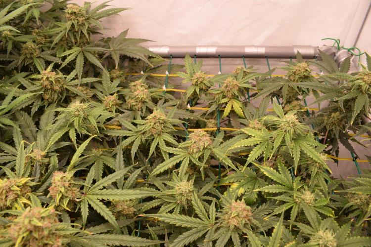 Bear Force One (Mephisto) + Biotabs. Week 8 - Bear force one #1 day 54 