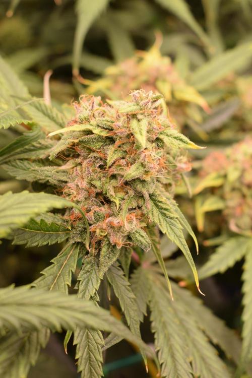 Bear Force One (Mephisto) + Biotabs. Week 8 - Bear force one #1 day 54 