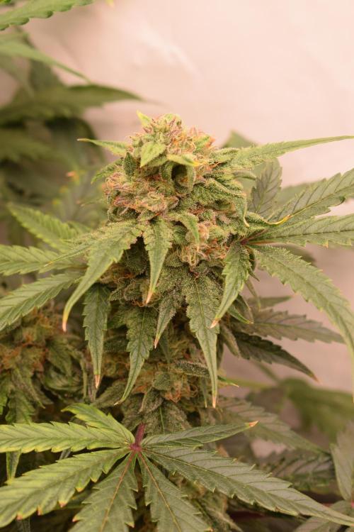 Bear Force One (Mephisto) + Biotabs. Week 8 - Bear force one #1 day 54 