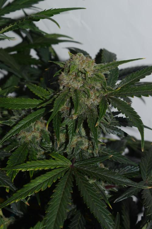 Bear Force One (Mephisto) + Biotabs. Week 8 - Bear force one #1 day 54 no led 