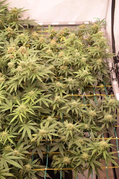 Bear Force One (Mephisto) + Biotabs. Week 8 - Bear force one # 2 day 54 