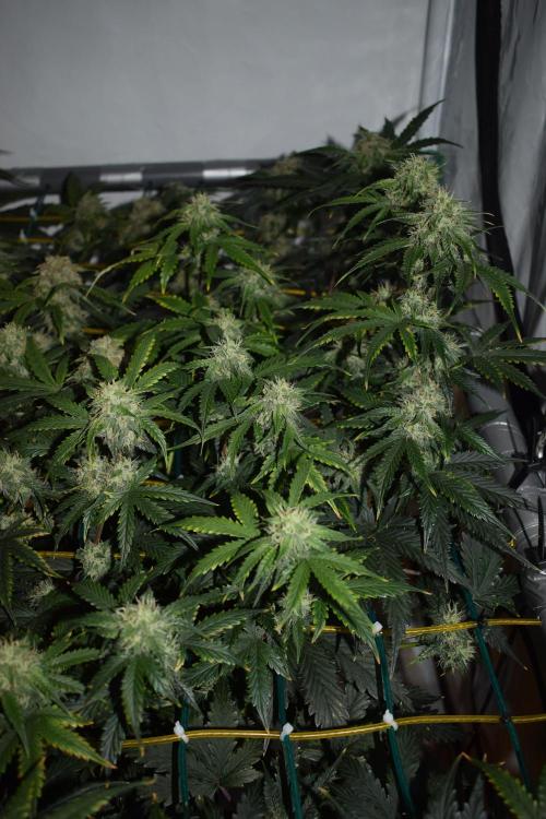 Bear Force One (Mephisto) + Biotabs. Week 8 - Bear force one # 2 day 54 no led