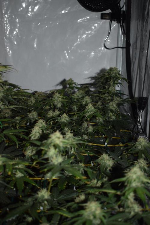 Bear Force One (Mephisto) + Biotabs. Week 8 - Bear force one # 2 day 54 no led