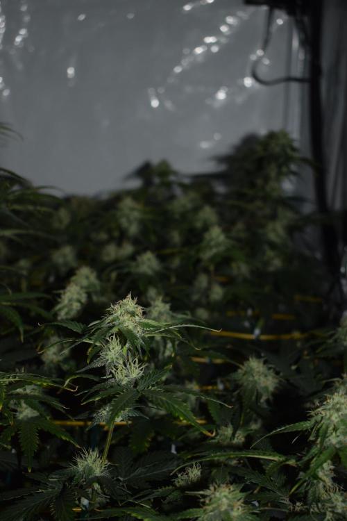Bear Force One (Mephisto) + Biotabs. Week 8 - Bear force one # 2 day 54 no led