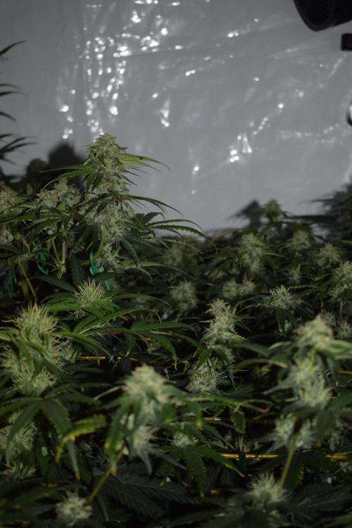 Bear Force One (Mephisto) + Biotabs. Week 8 - Bear force one # 2 day 54 no led