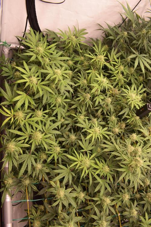 Bear Force One (Mephisto) + Biotabs. Week 8 - Bear force one # 2 day 54 