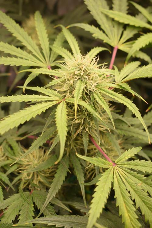 Bear Force One (Mephisto) + Biotabs. Week 8 - Bear force one # 2 day 54 