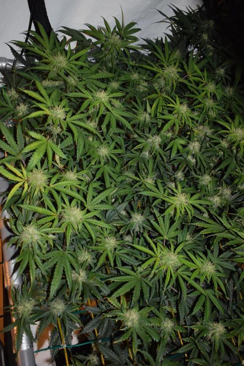 Bear Force One (Mephisto) + Biotabs. Week 8 - Bear force one # 3 day 54 no led
