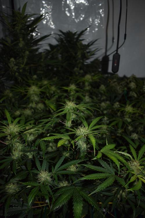 Bear Force One (Mephisto) + Biotabs. Week 8 - Bear force one # 3 day 54 no led