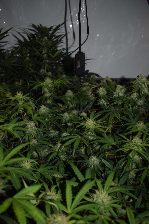 Bear Force One (Mephisto) + Biotabs. Week 8 - Bear force one # 3 day 54 no led