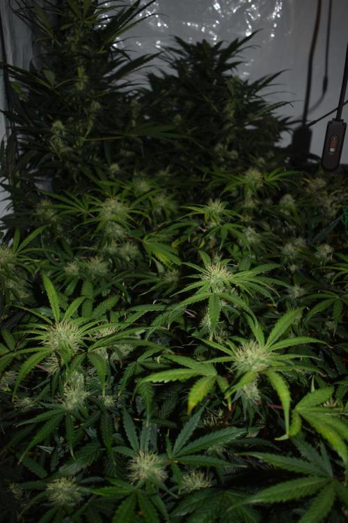 Bear Force One (Mephisto) + Biotabs. Week 8 - Bear force one # 3 day 54 no led