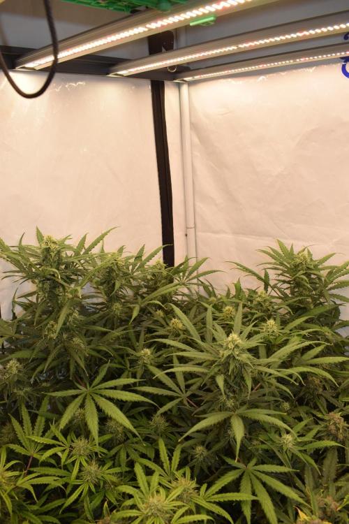 RQS GOAT'lato automatic + Biotabs. Week 8 - GOAT'lato day 53 