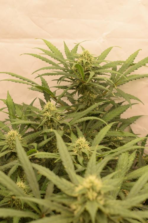 RQS GOAT'lato automatic + Biotabs. Week 8 - GOAT'lato day 53 