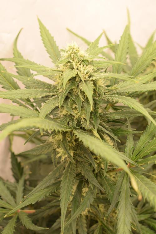 RQS GOAT'lato automatic + Biotabs. Week 8 - GOAT'lato day 53 